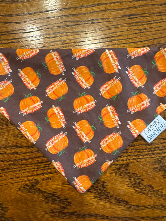 Cutest Pumpkin in the patch Bandana